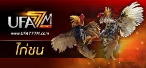 ไก่ชน